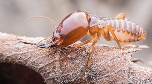 Termite Control